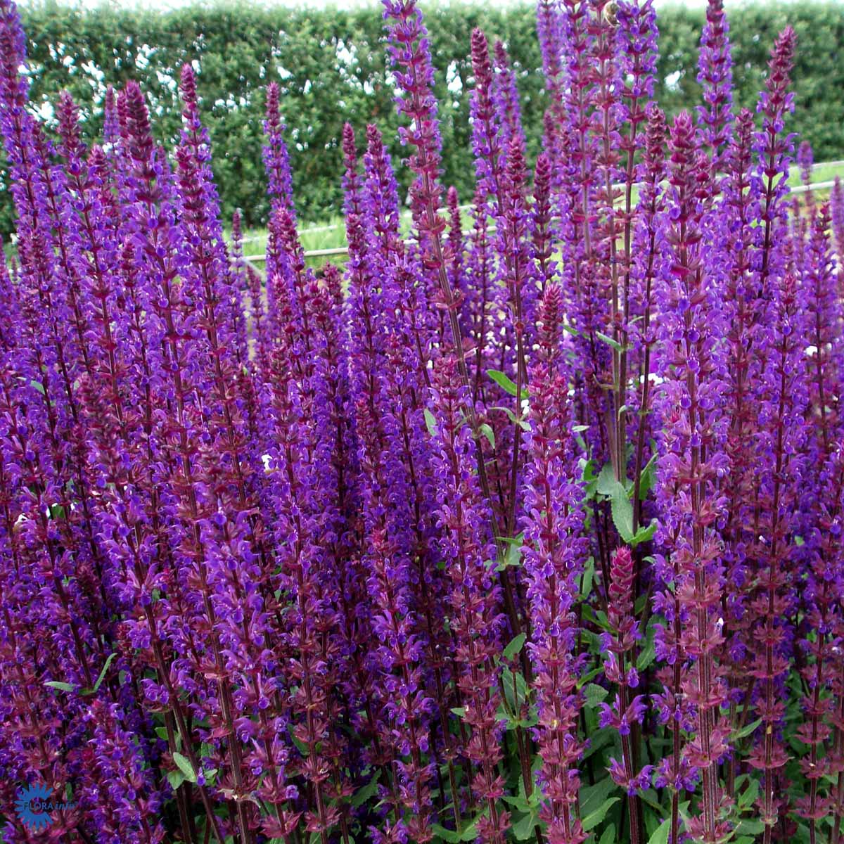 Bilde av Salvia nem. 'Caradonna'-Spanne Plantesalg