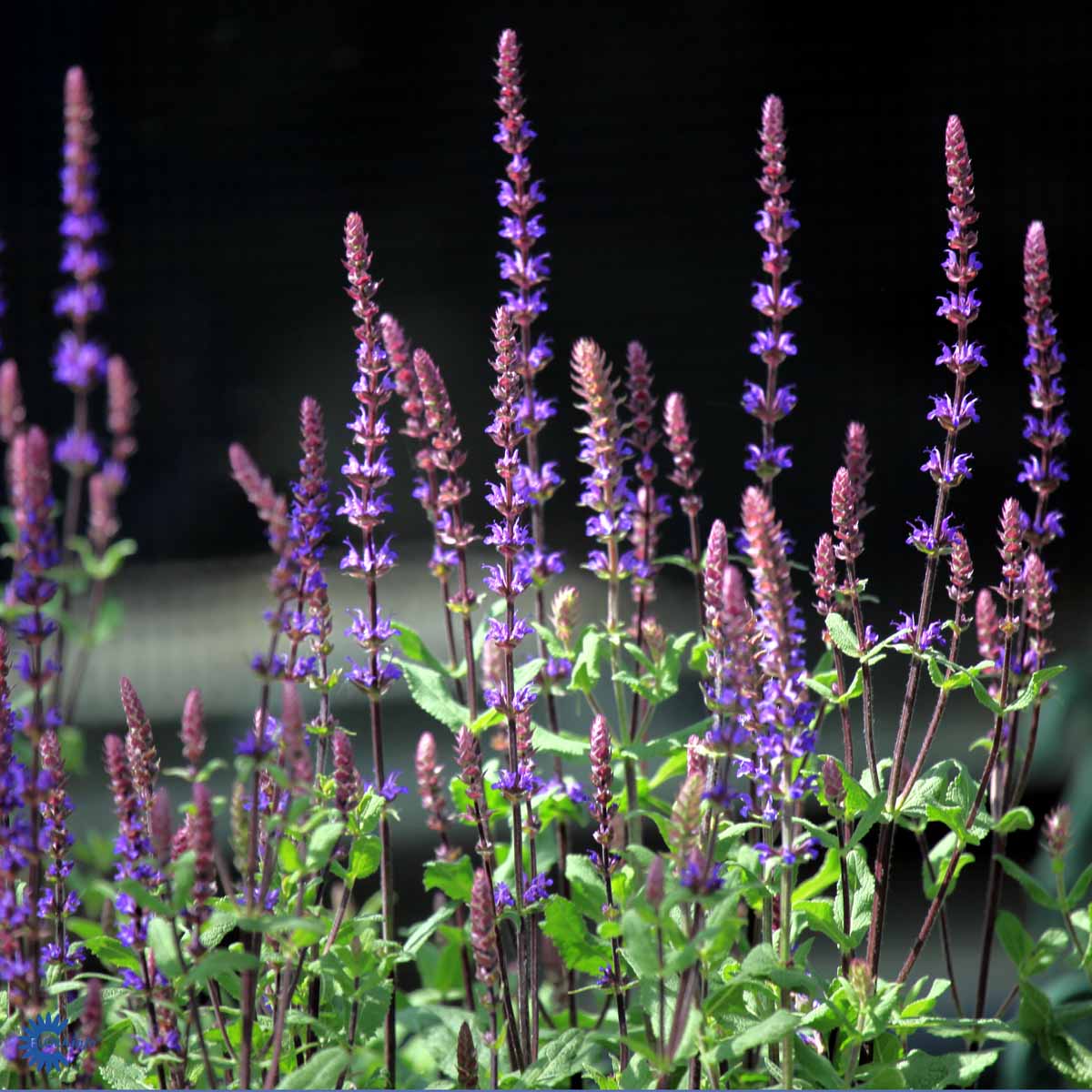Bilde av Salvia nem. 'Caradonna'-Spanne Plantesalg