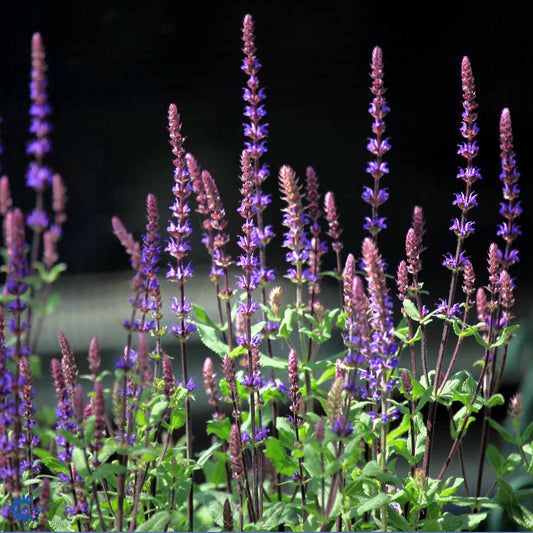 Bilde av Salvia nem. 'Caradonna'-Spanne Plantesalg