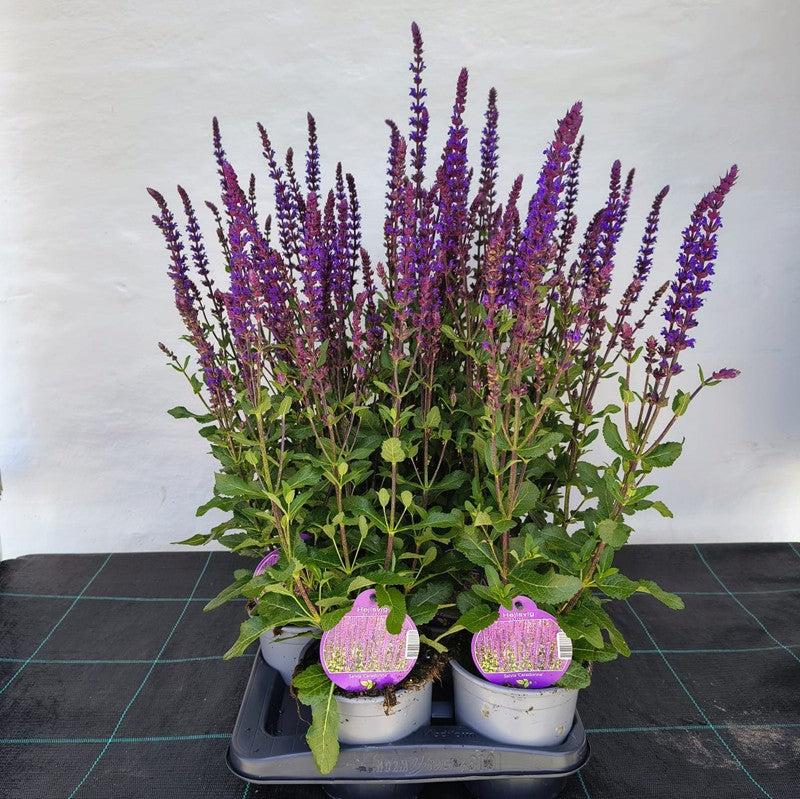 Bilde av SALVIA NEM. 'CARADONNA'-Spanne Plantesalg