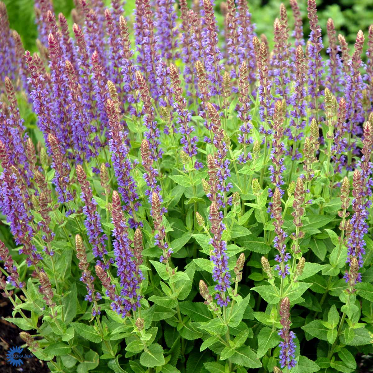 Bilde av Salvia nem. 'Ostfriesland'-Spanne Plantesalg