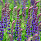 Bilde av Salvia nem. 'Ostfriesland'-Spanne Plantesalg