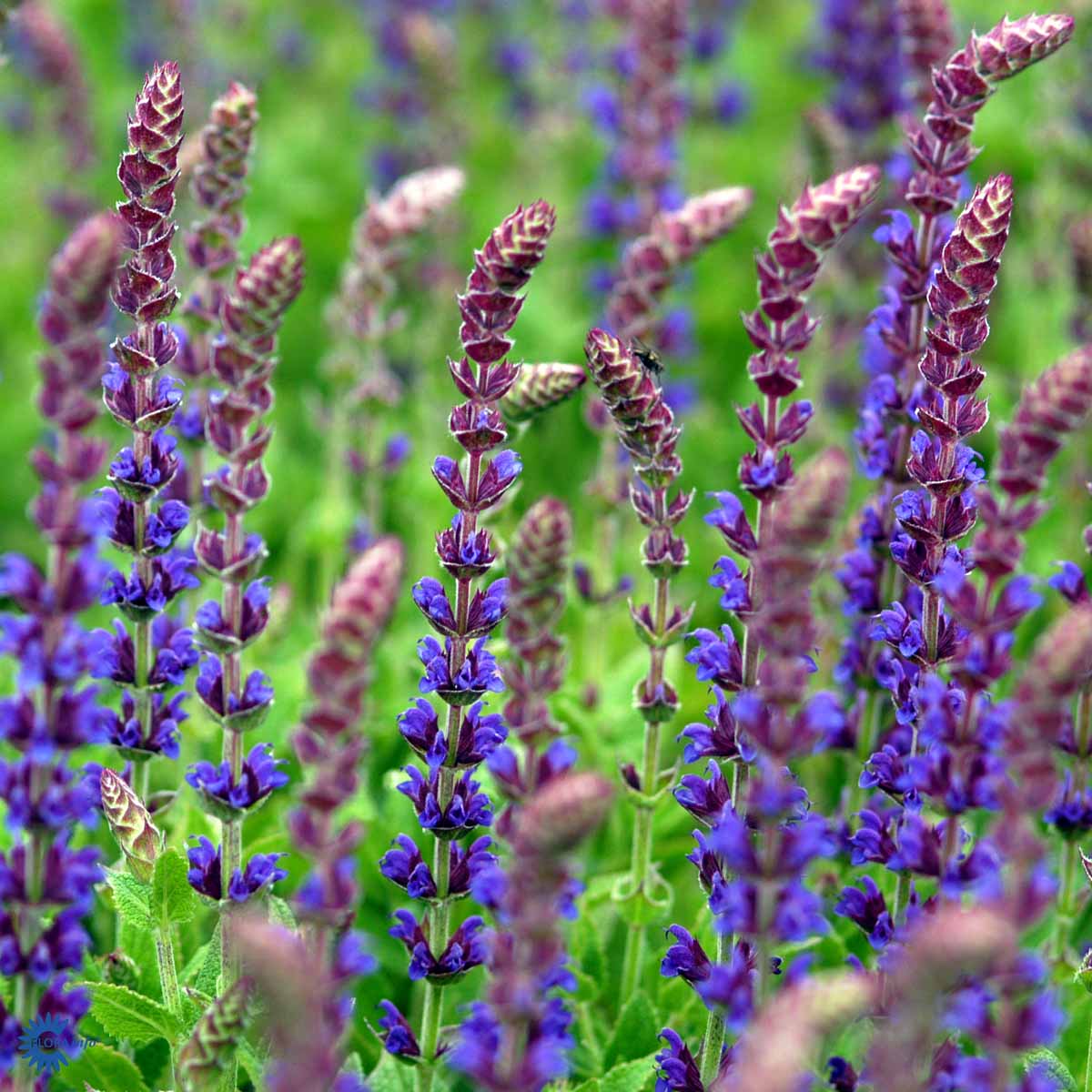 Bilde av Salvia nem. 'Ostfriesland'-Spanne Plantesalg