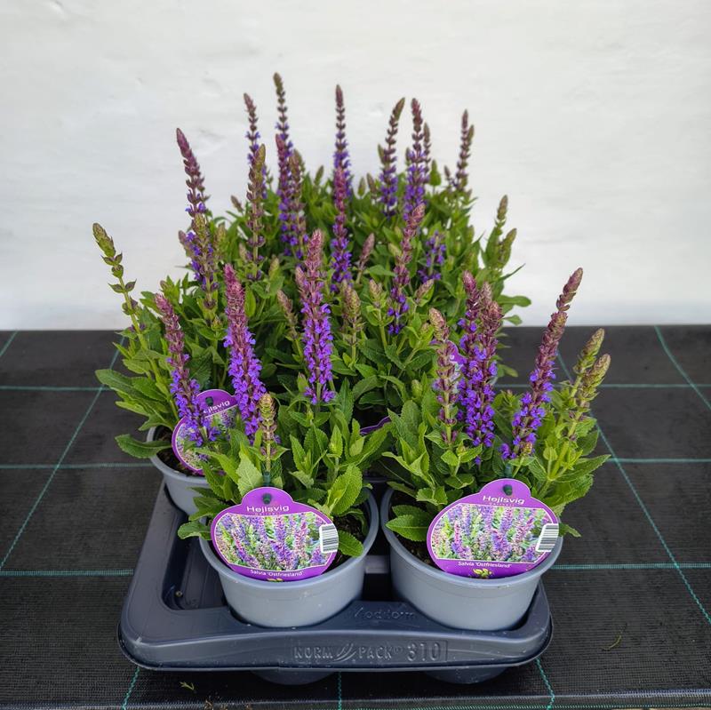 Bilde av SALVIA NEM. 'OSTFRISLAND'-Spanne Plantesalg