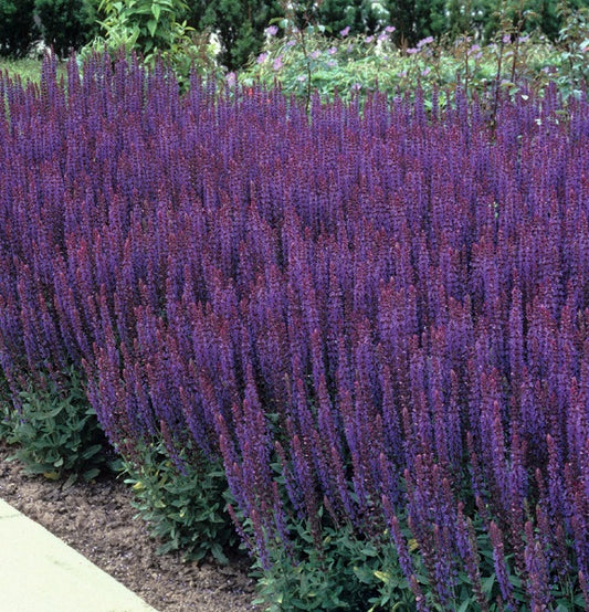 Bilde av SALVIA NEM. 'OSTFRISLAND'-Spanne Plantesalg