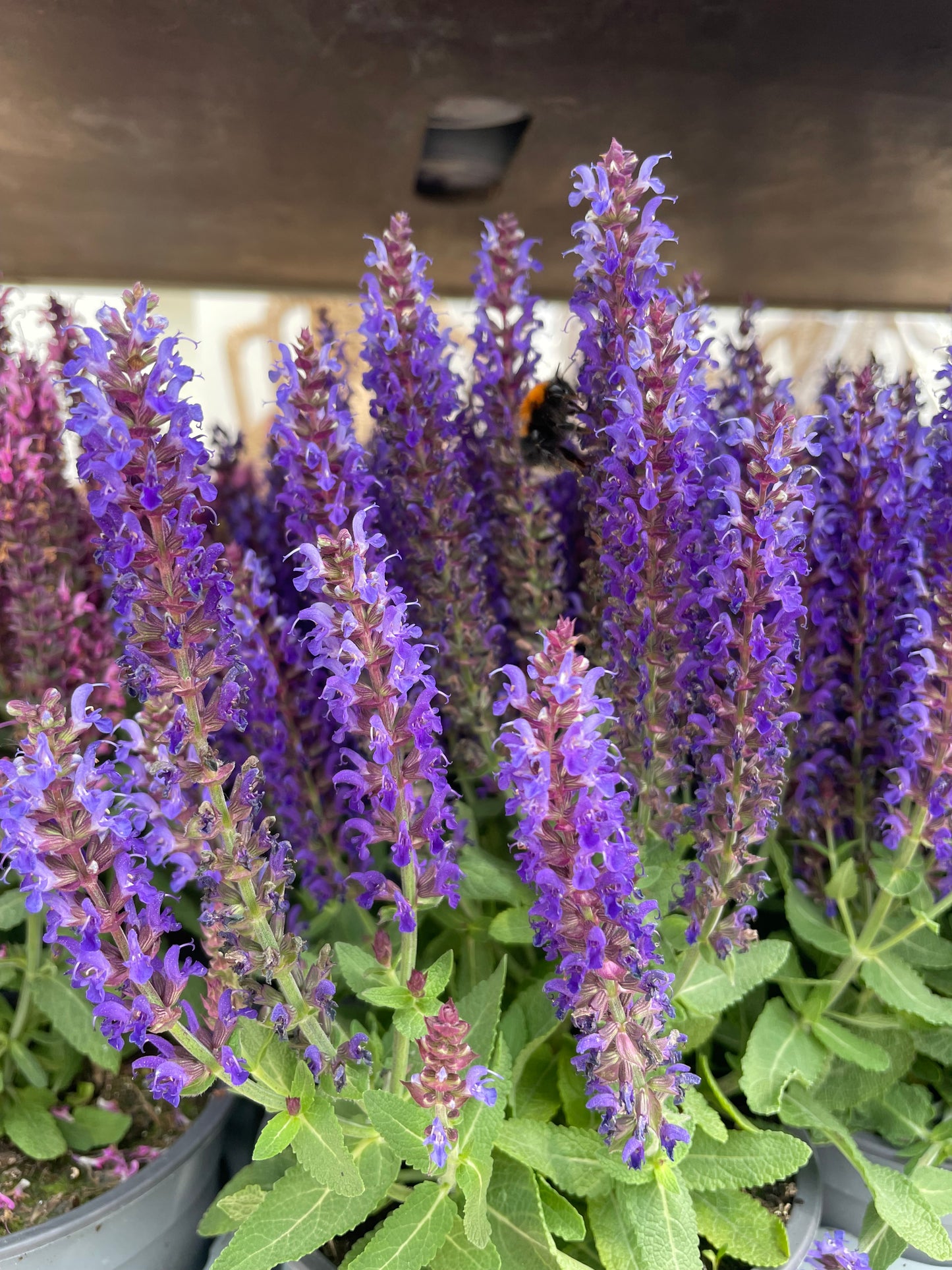 Salvia nemorosa Sensation