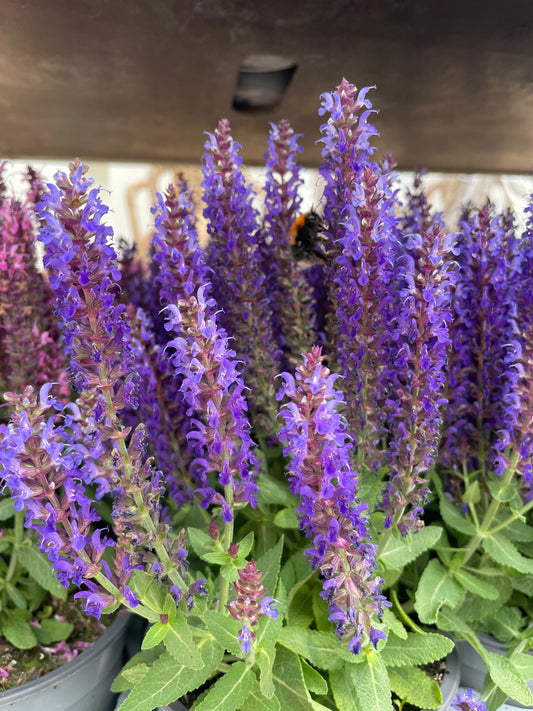 Bilde av Salvia nemorosa Sensation-Spanne Plantesalg