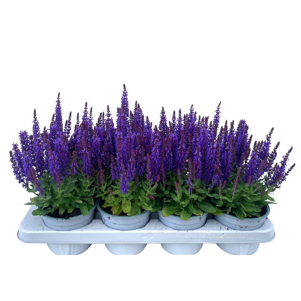 Bilde av Salvia nemorosa Sensation-Spanne Plantesalg