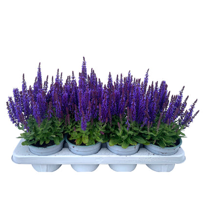 Bilde av Salvia nemorosa Sensation-Spanne Plantesalg