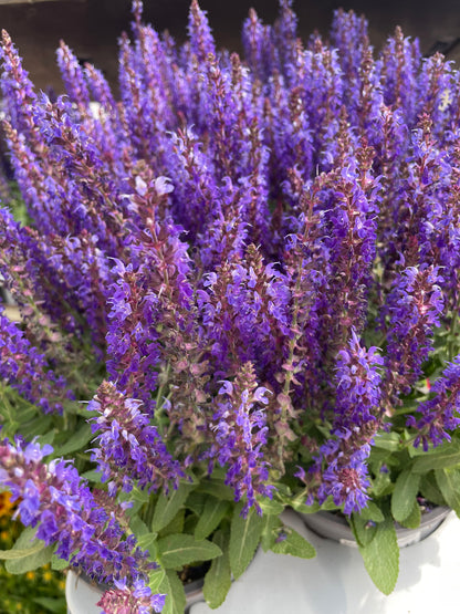 Salvia nemorosa Sensation