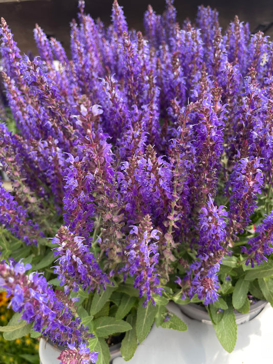 Bilde av Salvia nemorosa Sensation-Spanne Plantesalg