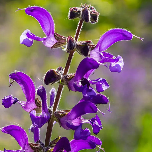 Bilde av Salvia pratensis-Spanne Plantesalg