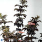 Bilde av Sambucus nig. Black Tower-Spanne Plantesalg