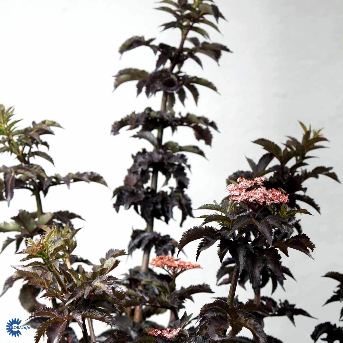 Bilde av Sambucus nig. Black Tower-Spanne Plantesalg