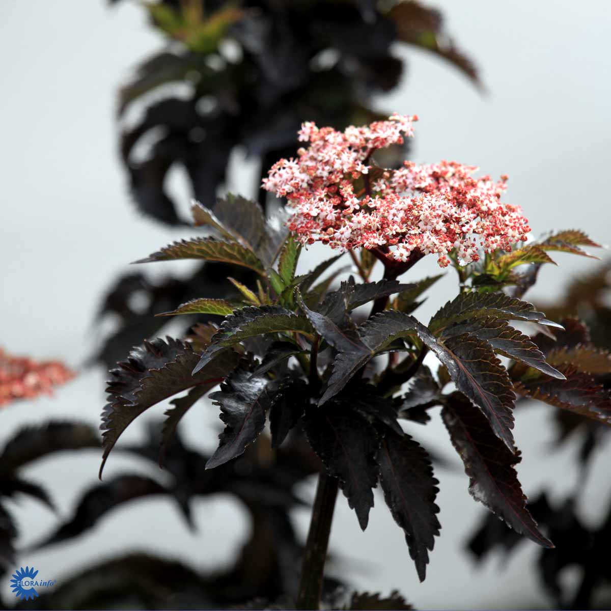 Bilde av Sambucus nig. Black Tower-Spanne Plantesalg