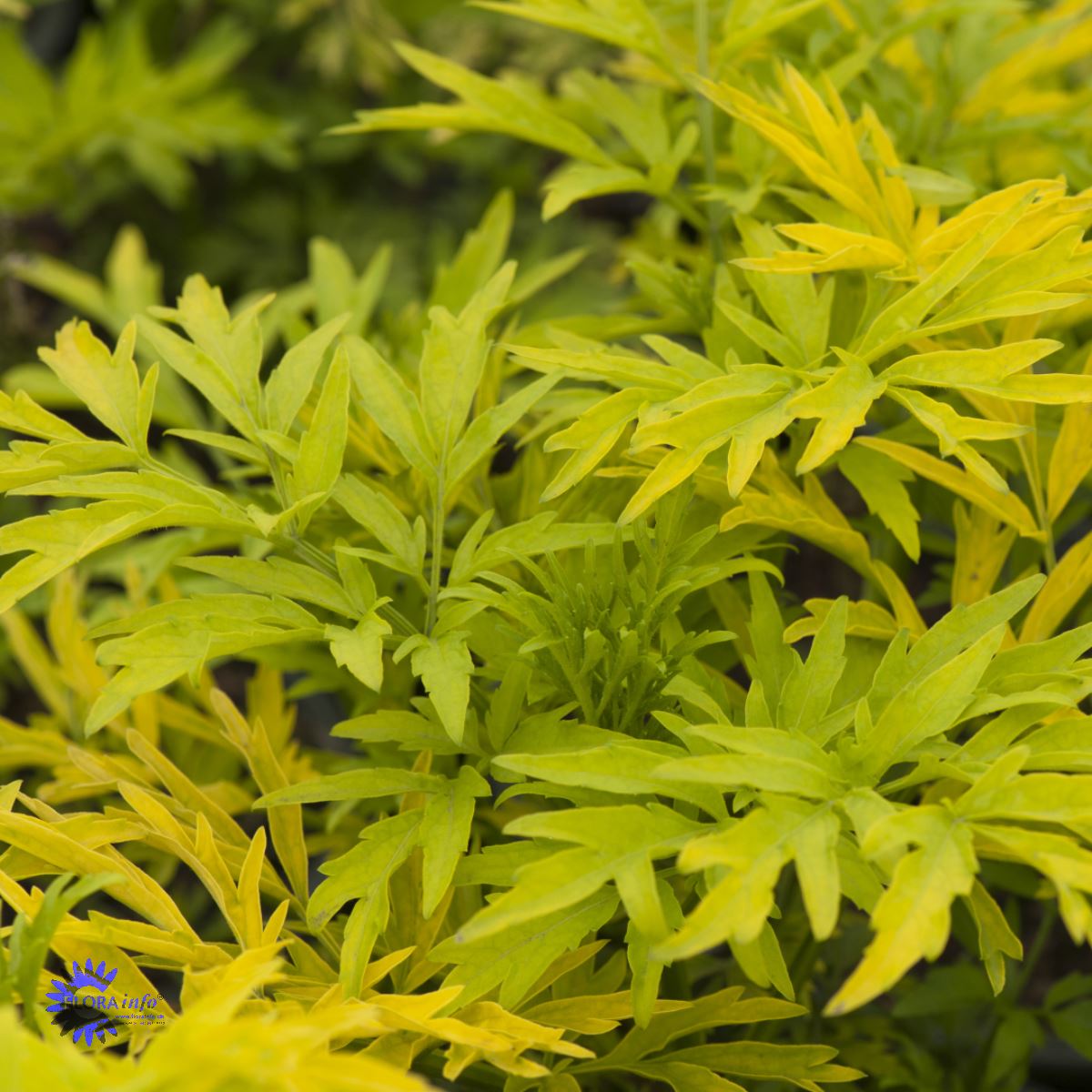 Bilde av Sambucus nig. Golden Tower-Spanne Plantesalg