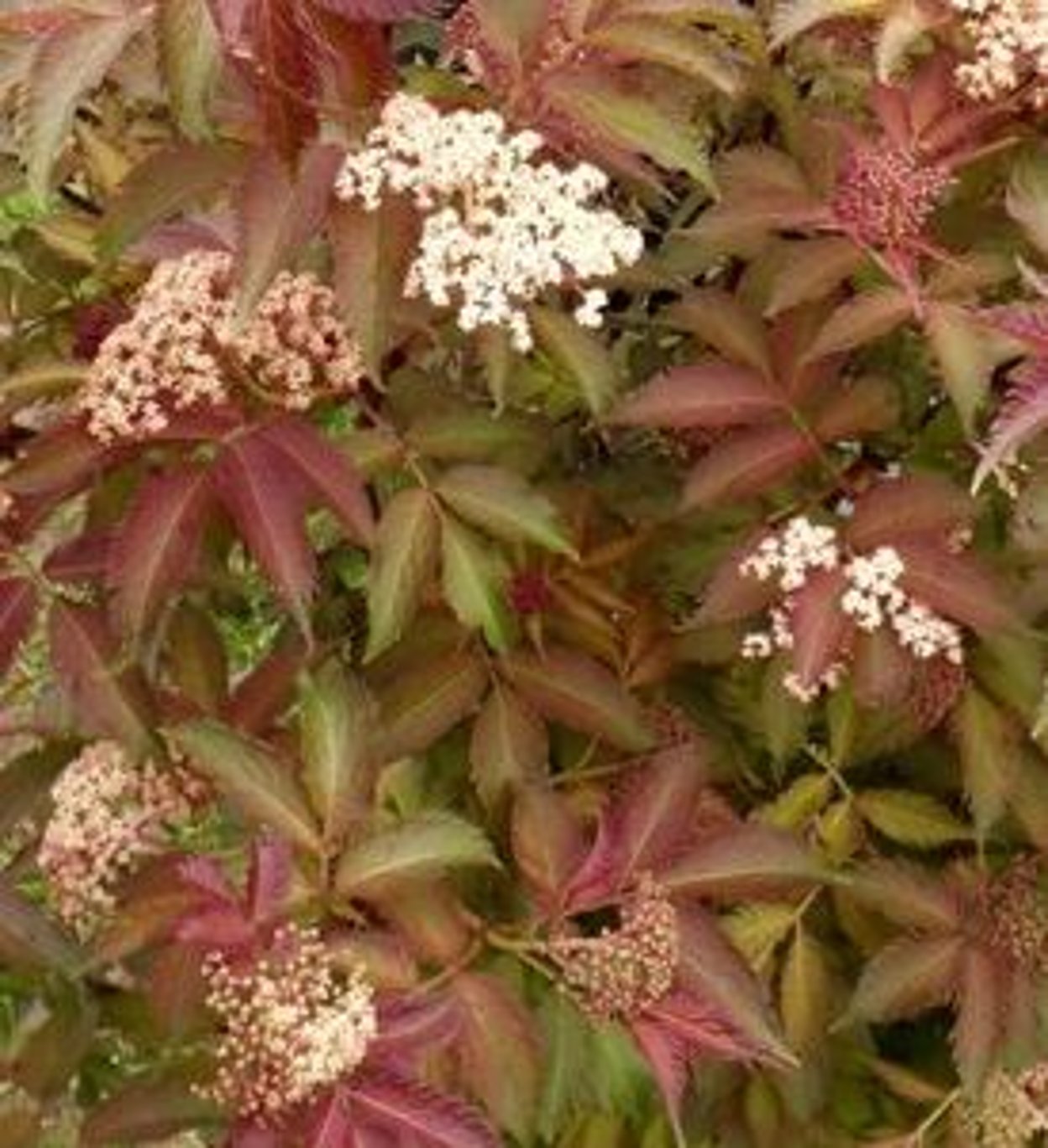 Bilde av Sambucus nig. Serenade-Spanne Plantesalg