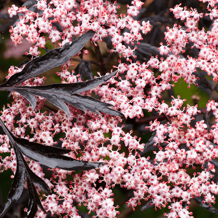 Bilde av Sambucus Nigra Cherry Lace-Spanne Plantesalg