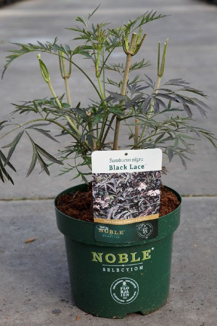 Bilde av SAMBUCUS NIGRA BLACK LACE©-Spanne Plantesalg