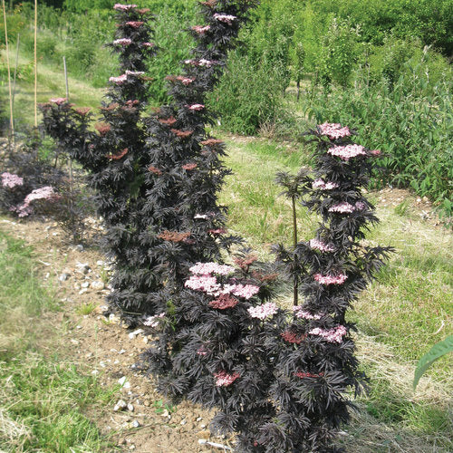 Bilde av Sambucus nigra 'Straight Laced'-Spanne Plantesalg