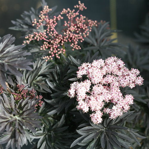 Bilde av Sambucus nigra 'Straight Laced'-Spanne Plantesalg