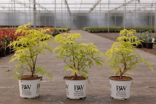 Bilde av SAMBUCUS RACEMOSA WELSH GOLD®-Spanne Plantesalg