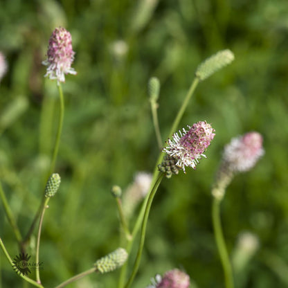 Bilde av Sanguisorba o. 'Pink Tanna'-Spanne Plantesalg