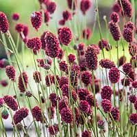 Bilde av SANGUISORBA JAM SESSION®-Spanne Plantesalg