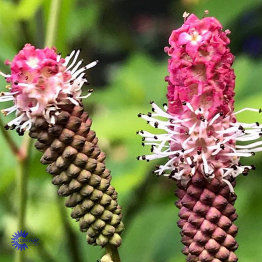 Bilde av Sanguisorba o. 'Pink Tanna'-Spanne Plantesalg