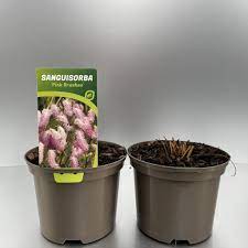 Bilde av SANGUISORBA PINK BRUSHES-Spanne Plantesalg