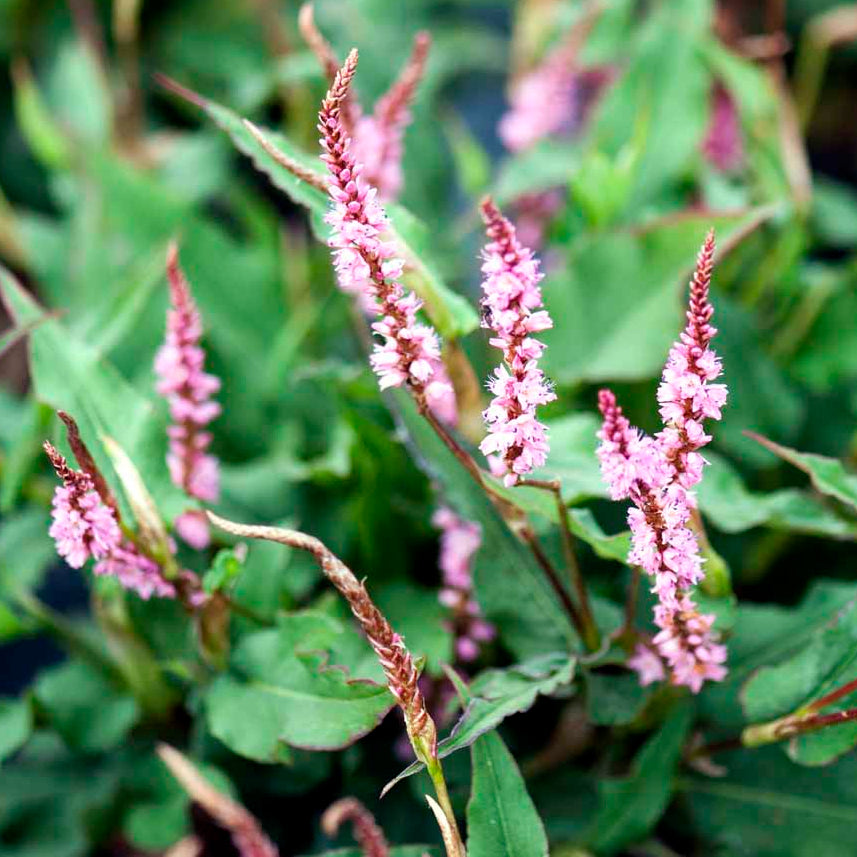 Bilde av Sanguisorba ten. 'Pink Elephant'-Spanne Plantesalg