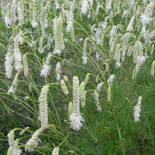 Bilde av Sanguisorba tenuifolia alba-Spanne Plantesalg