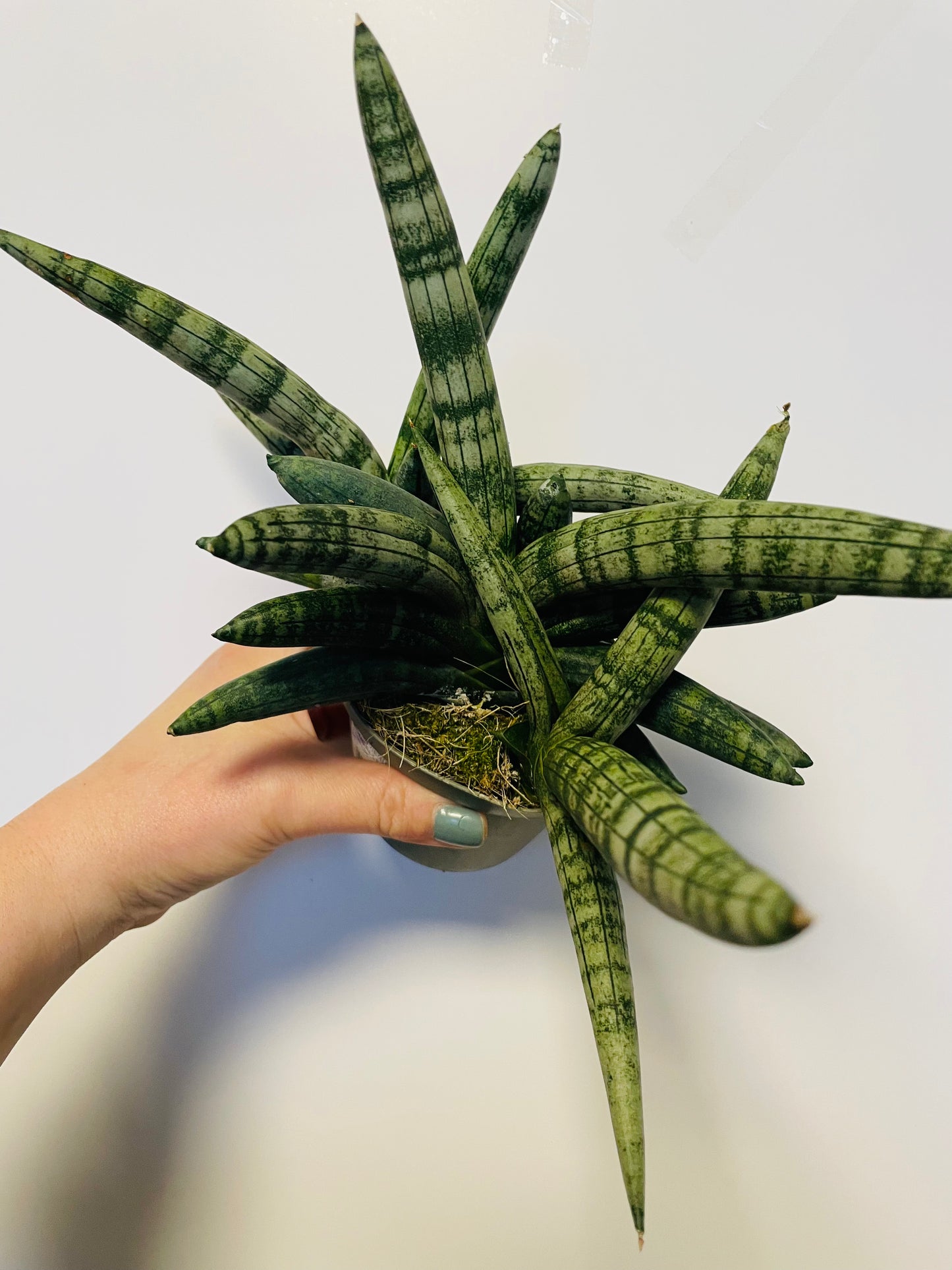 Bilde av SANSEVIERIA BONCELLENSIS-Spanne Plantesalg