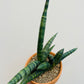Bilde av Sansevieria ‘Boncellensis’-Spanne Plantesalg