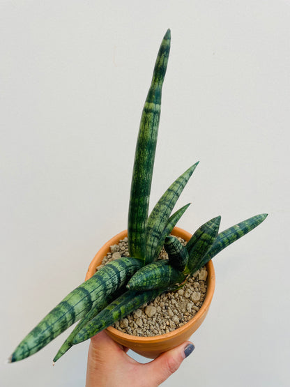 Bilde av Sansevieria ‘Boncellensis’-Spanne Plantesalg