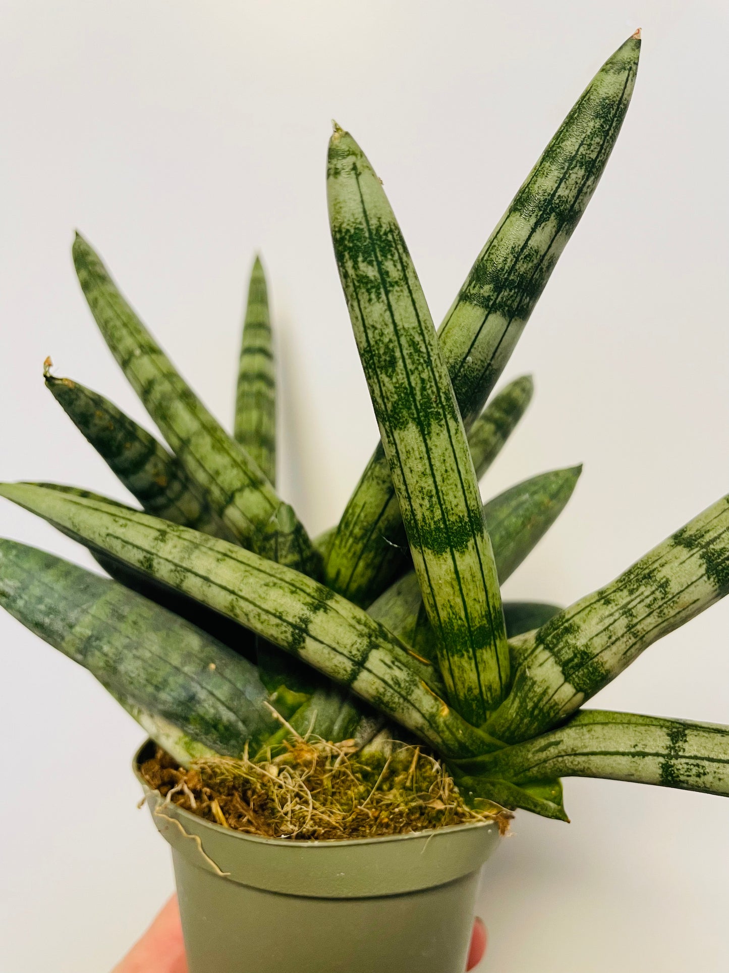Bilde av SANSEVIERIA BONCELLENSIS-Spanne Plantesalg