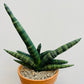 Bilde av Sansevieria ‘Boncellensis’-Spanne Plantesalg