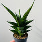 Bilde av Sansevieria ‘Brilliant Crown’-Spanne Plantesalg