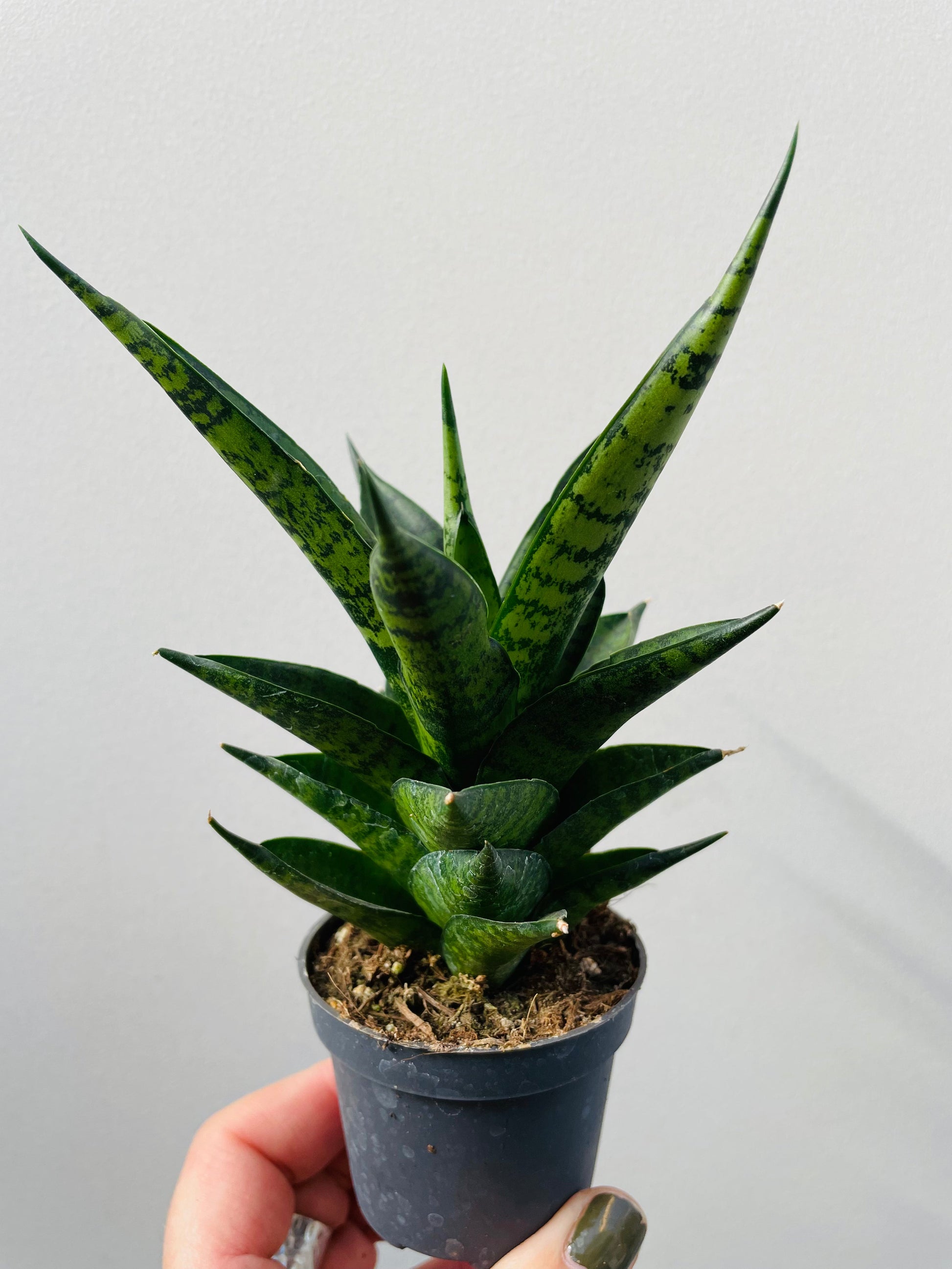 Bilde av Sansevieria ‘Brilliant Crown’-Spanne Plantesalg