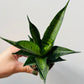 Bilde av Sansevieria ‘Brilliant Crown’-Spanne Plantesalg