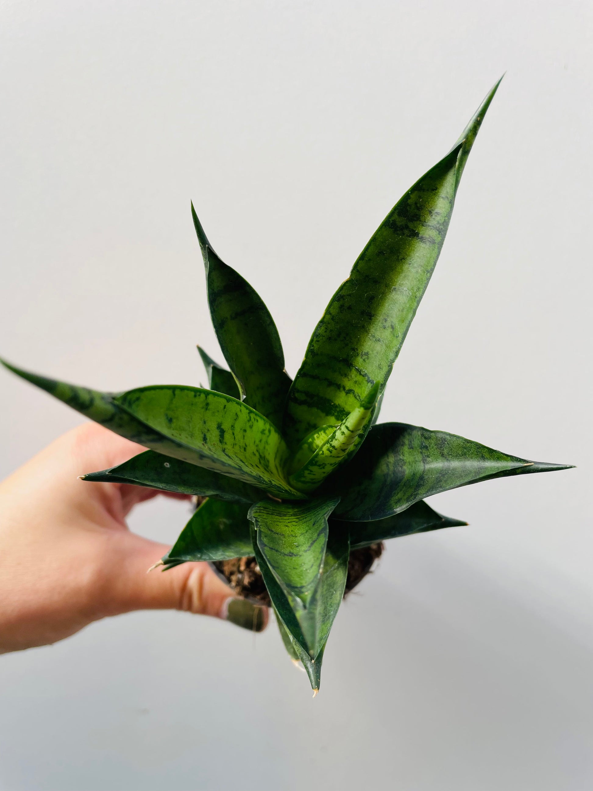 Bilde av Sansevieria ‘Brilliant Crown’-Spanne Plantesalg