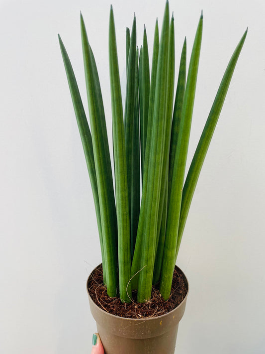 Bilde av Sansevieria cylindrica-Spanne Plantesalg