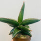 Bilde av Sansevieria ehrenbergii ‘Samurai Dwarf’-Spanne Plantesalg