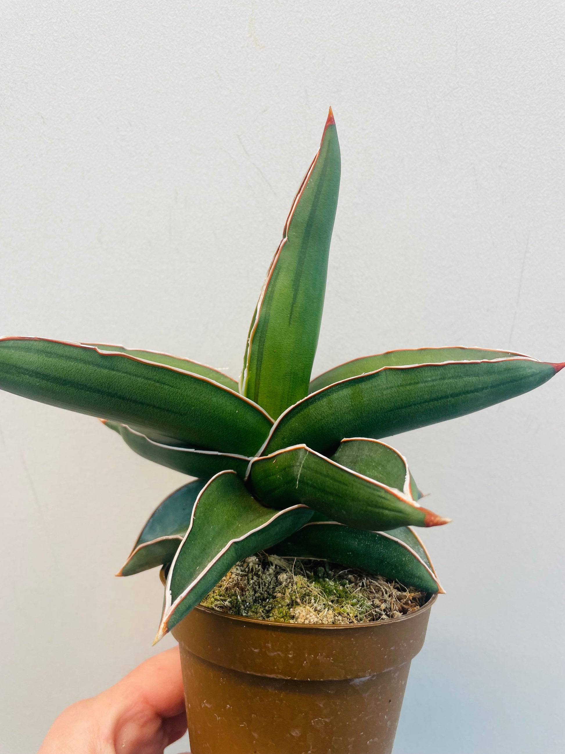 Bilde av Sansevieria ehrenbergii ‘Samurai Dwarf’-Spanne Plantesalg