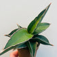 Bilde av Sansevieria ehrenbergii ‘Samurai Dwarf’-Spanne Plantesalg