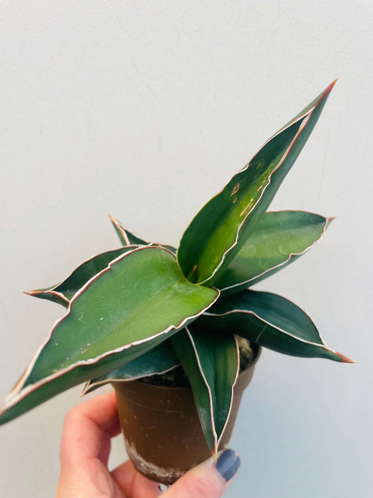 Bilde av Sansevieria ehrenbergii ‘Samurai Dwarf’-Spanne Plantesalg