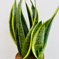 Bilde av Sansevieria ‘Futura Superba’-Spanne Plantesalg