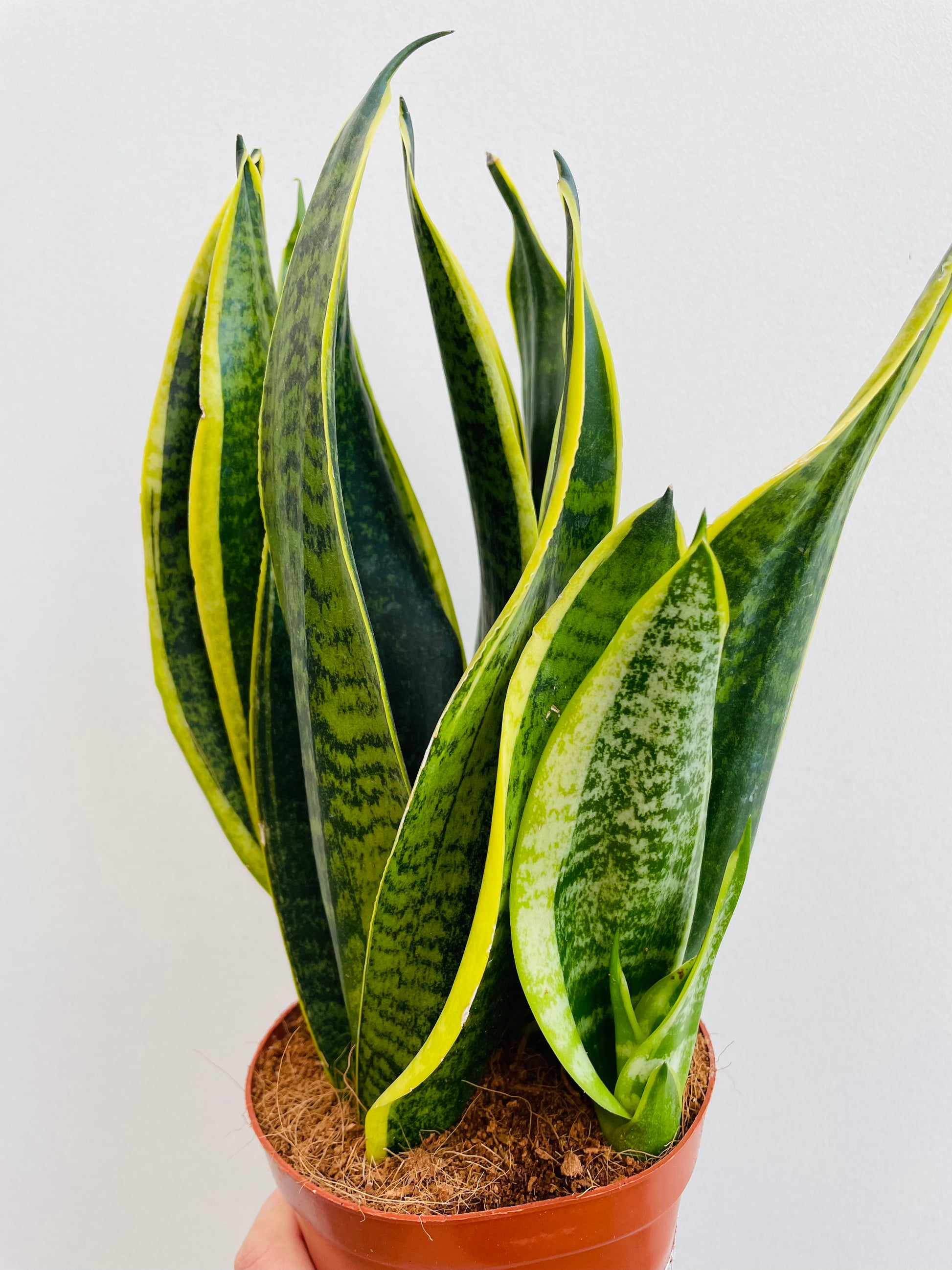 Bilde av Sansevieria ‘Futura Superba’-Spanne Plantesalg