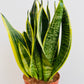 Bilde av Sansevieria ‘Futura Superba’-Spanne Plantesalg