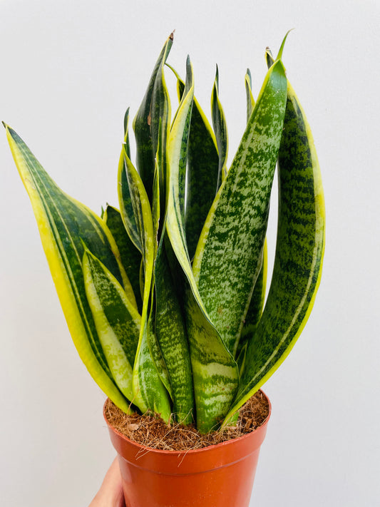 Bilde av Sansevieria ‘Futura Superba’-Spanne Plantesalg